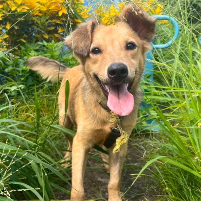 Black-and-tan young male mixed-breed dog, Medium, shelter no. …9-07