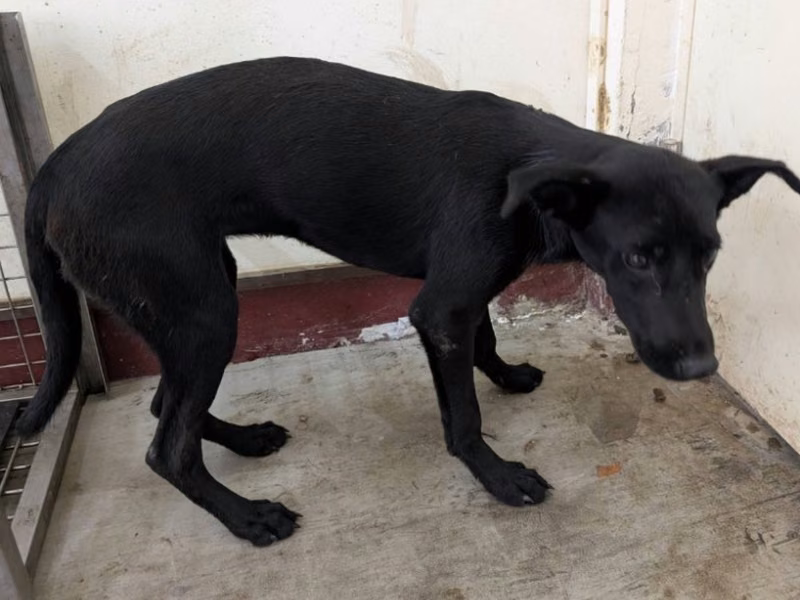 Black adult female mixed-breed dog, Large, shelter no. …1112