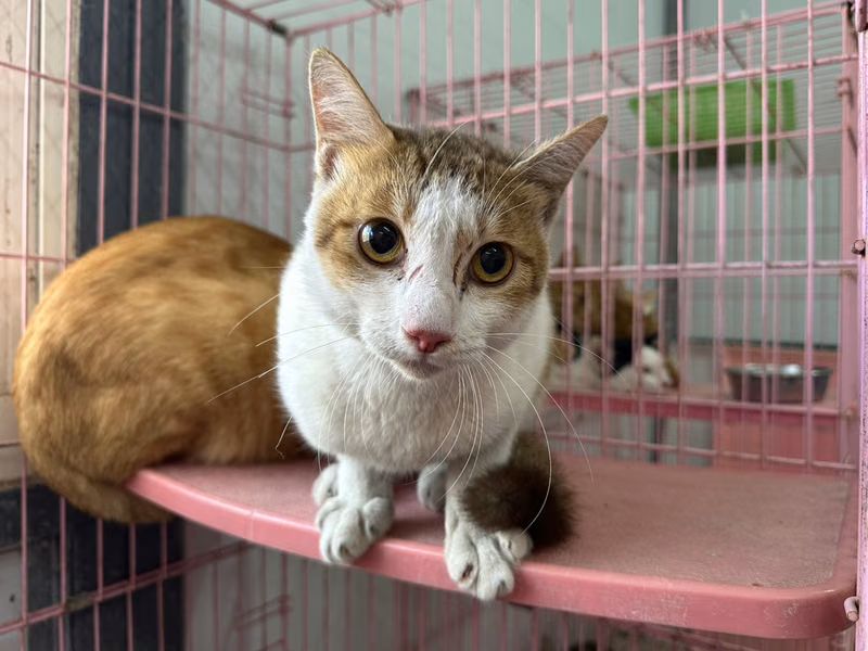 Adult male mixed-breed cat, Medium, shelter no. …1107
