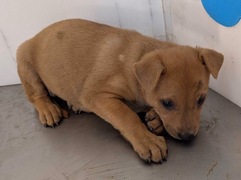 Tan young female mixed-breed dog, Large, shelter no. …2609