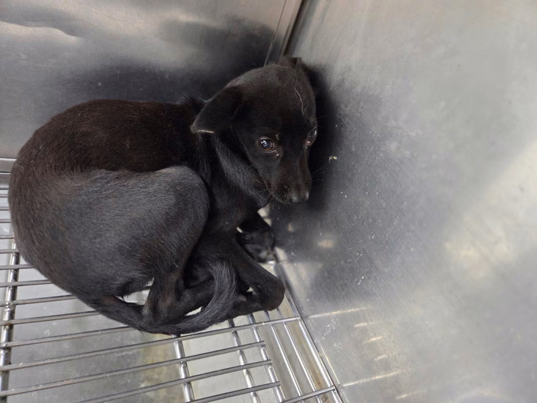 Black young female mixed-breed dog, Small, shelter no. …1706