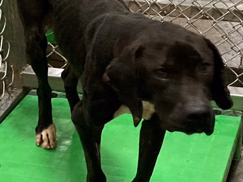 Black adult male mixed-breed dog, Large, shelter no. …6002