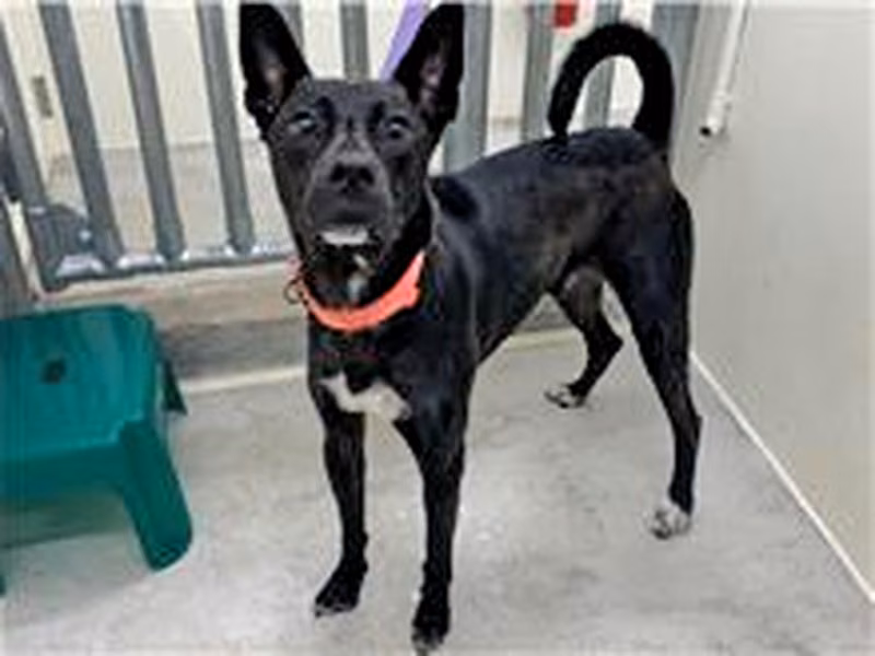 Black-and-white adult male mixed-breed dog, Large, shelter no. …1602