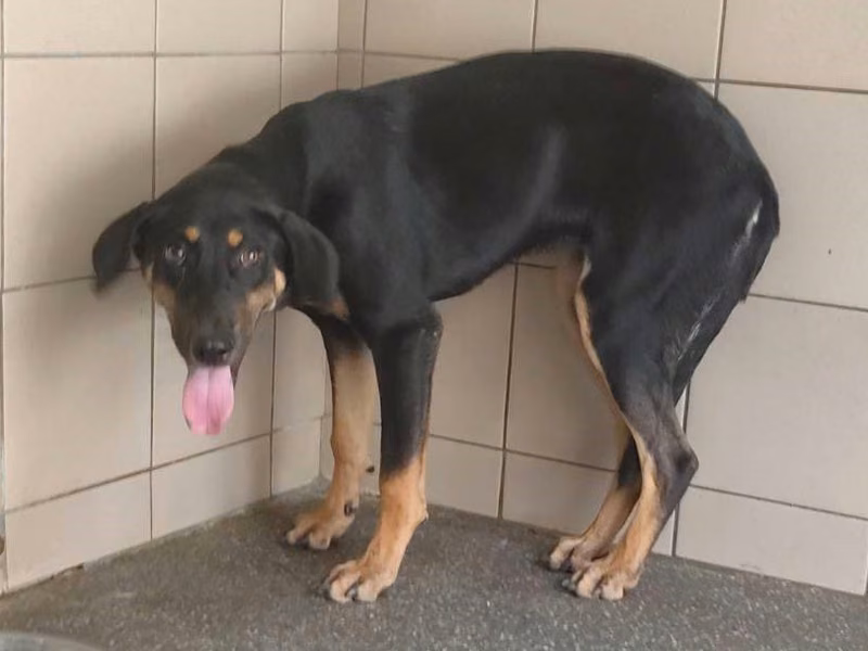 Black adult female mixed-breed dog, Large, shelter no. …1404