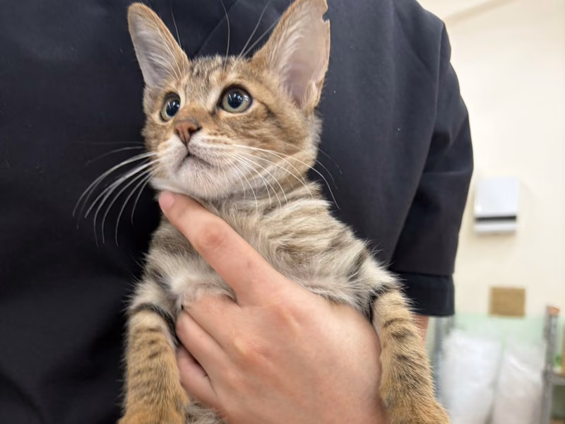 Young male mixed-breed cat, Small, shelter no. …6C01