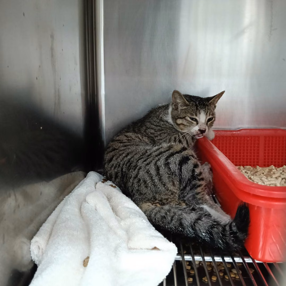 Tabby-and-white adult female mixed-breed cat, Medium, shelter no. …3001