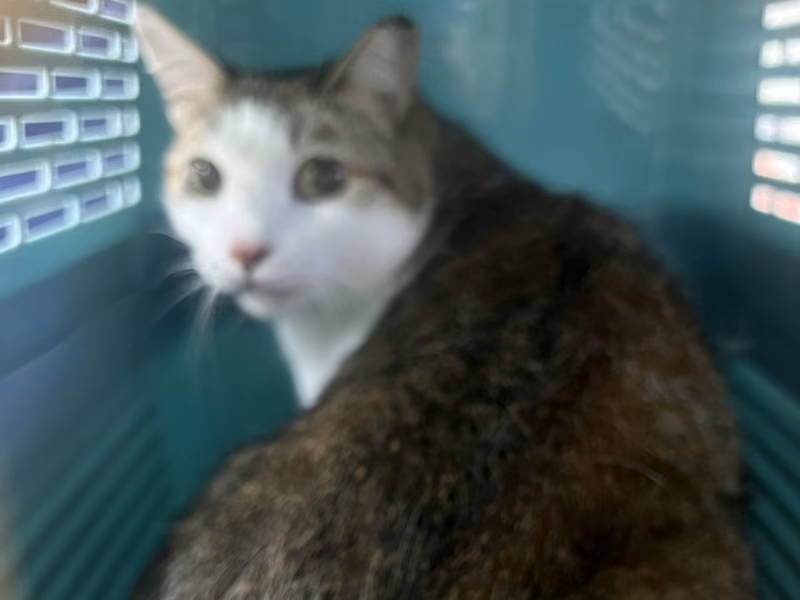 Tabby-and-white adult male mixed-breed cat, Large, shelter no. …3022