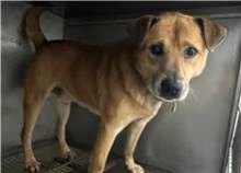 Tan adult male mixed-breed dog, Medium, shelter no. …1101