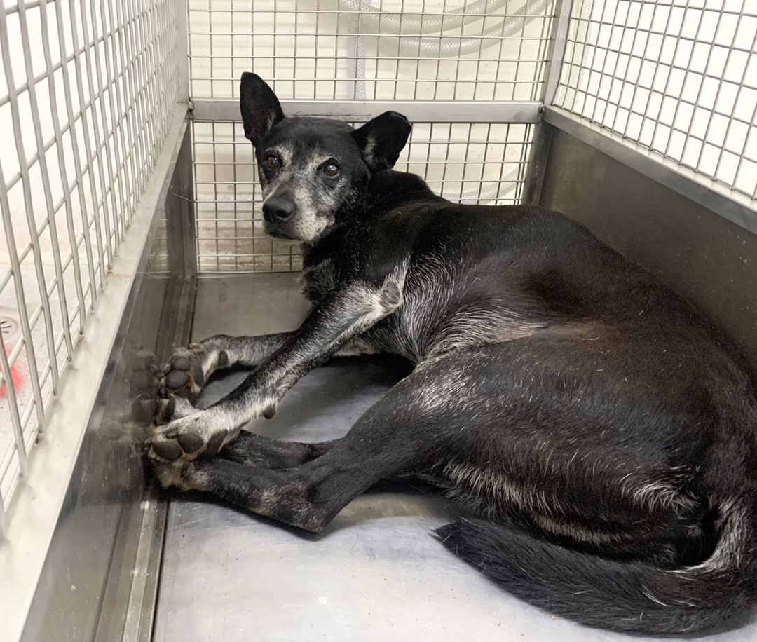Black adult male mixed-breed dog, Medium, shelter no. …1701