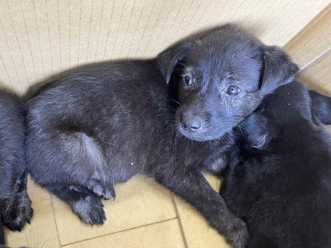 Black adult male mixed-breed dog, Small, shelter no. …1Q16