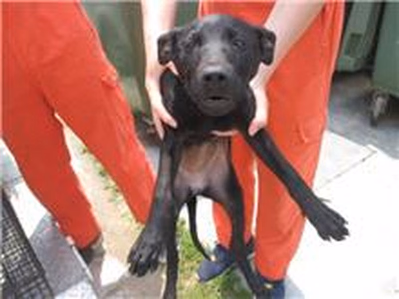 Black female mixed-breed dog, Small, shelter no. …4004