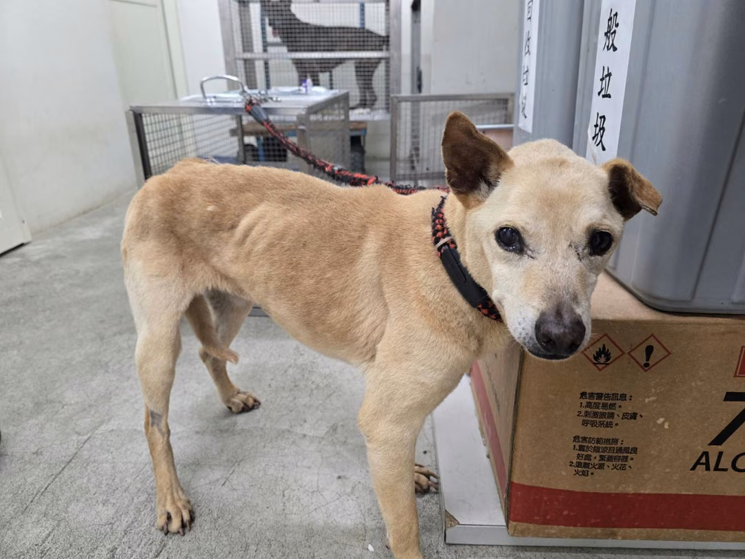 Tan adult female mixed-breed dog, Medium, shelter no. …1903