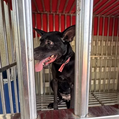 Black adult female mixed-breed dog, Large, shelter no. …1001