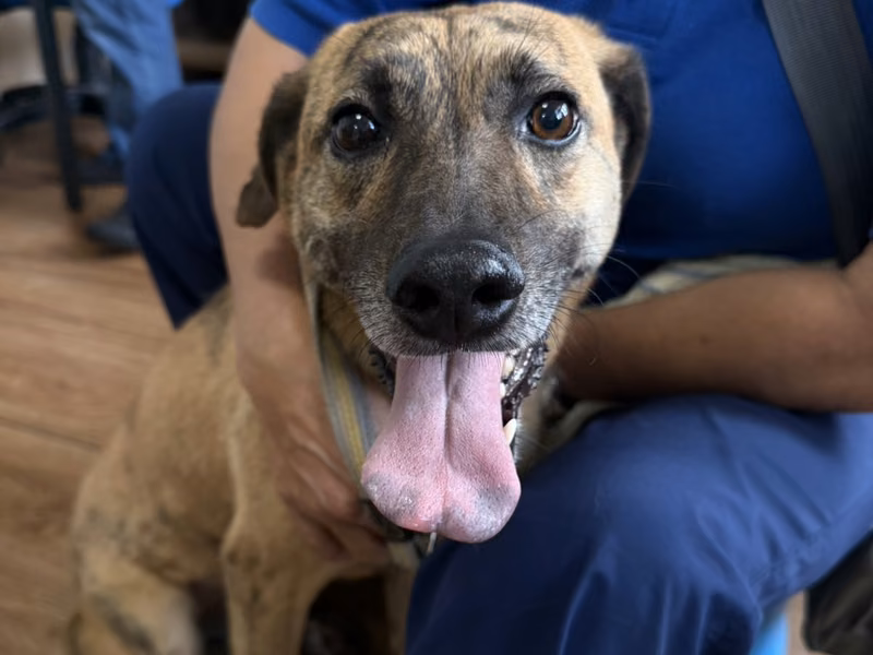 Tabby adult female mixed-breed dog, Medium, shelter no. …5002