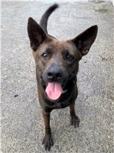Black adult female mixed-breed dog, Medium, shelter no. …2004