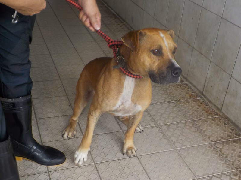 Tan adult male mixed-breed dog, Medium, shelter no. …6738