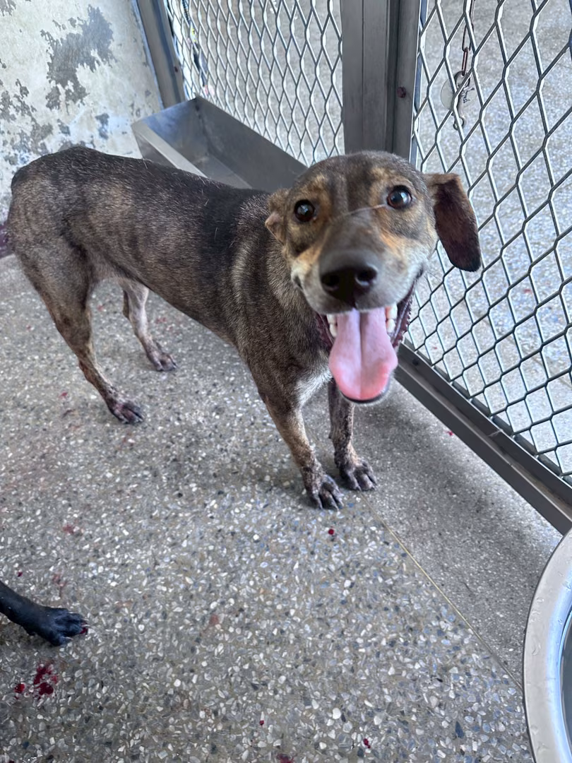 Black-and-tan adult female mixed-breed dog, Large, shelter no. …8022