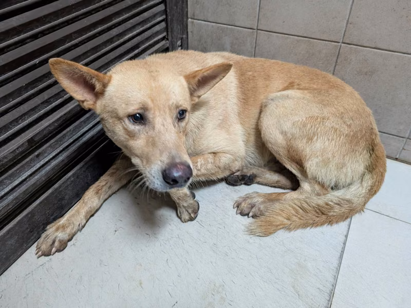 Tan adult male mixed-breed dog, Large, shelter no. …2901