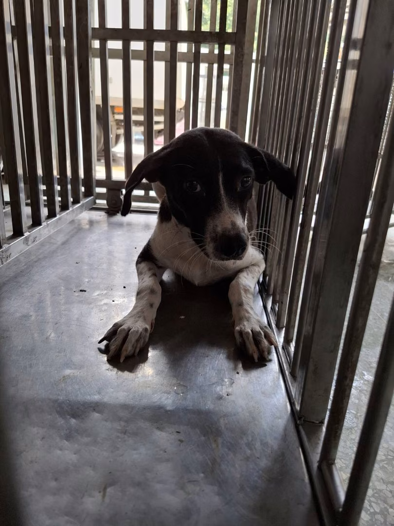 Black-and-white adult female mixed-breed dog, Medium, shelter no. …9-03