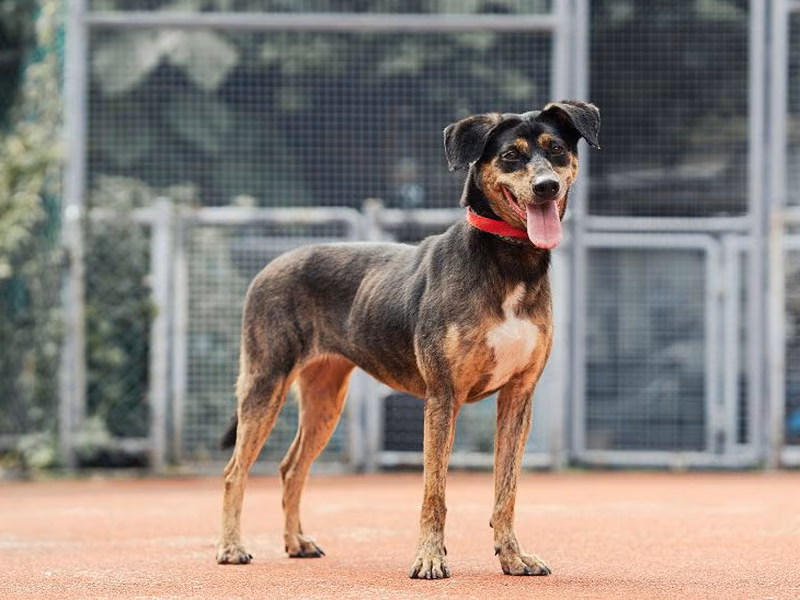 Black-and-tan adult male mixed-breed dog, Medium, shelter no. …0711