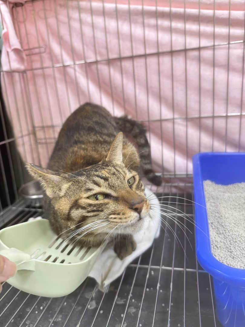 Tabby adult female mixed-breed cat, Small, shelter no. …4003