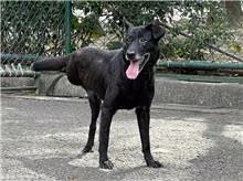 Black adult female mixed-breed dog, Medium, shelter no. …1305
