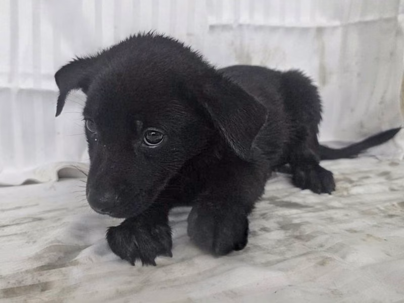 Black young male mixed-breed dog, Small, shelter no. …2408