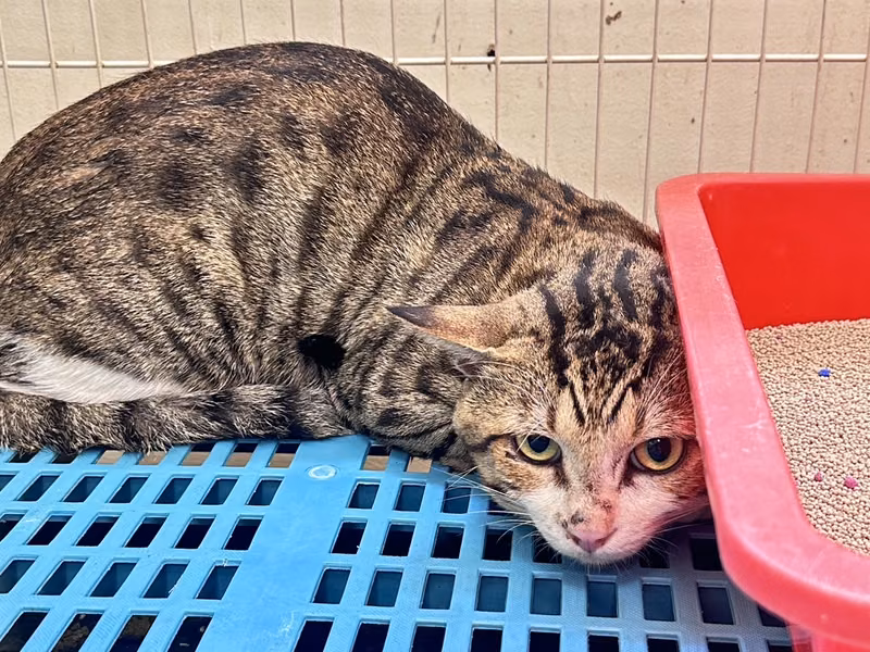 Tabby adult male mixed-breed cat, Large, shelter no. …1005