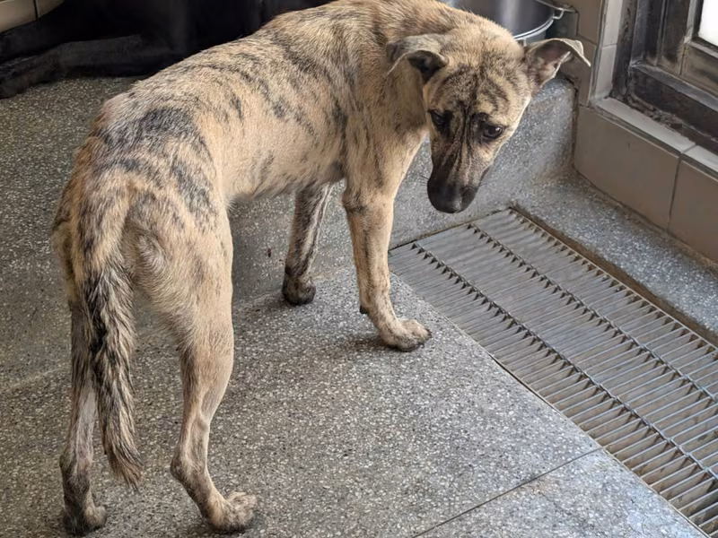 Tabby adult female mixed-breed dog, Large, shelter no. …2105