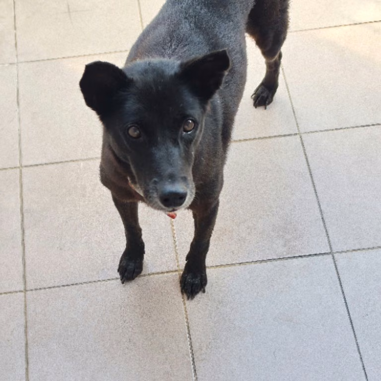 Black adult female mixed-breed dog, Medium, shelter no. …6-21