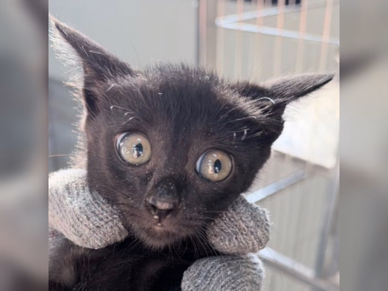 Black young female mixed-breed cat, Small, shelter no. …2C11