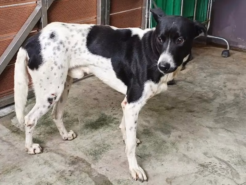 Black-and-white adult male mixed-breed dog, Medium, shelter no. …1006