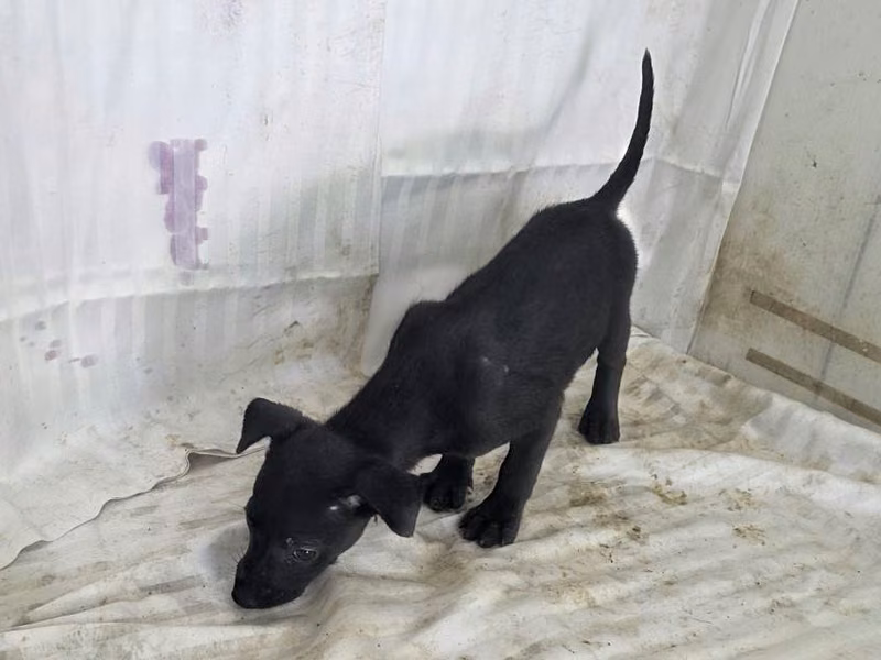 黑色青年公混種犬,小型, 收容編號 …0217