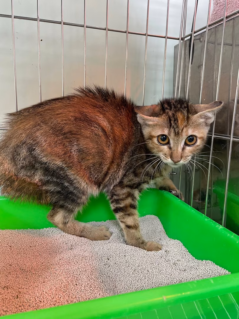 Tabby young male mixed-breed cat, Small, shelter no. …3004