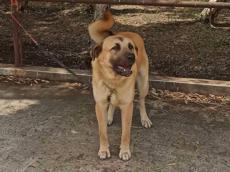 Tan adult male mixed-breed dog, Large, shelter no. …7D01