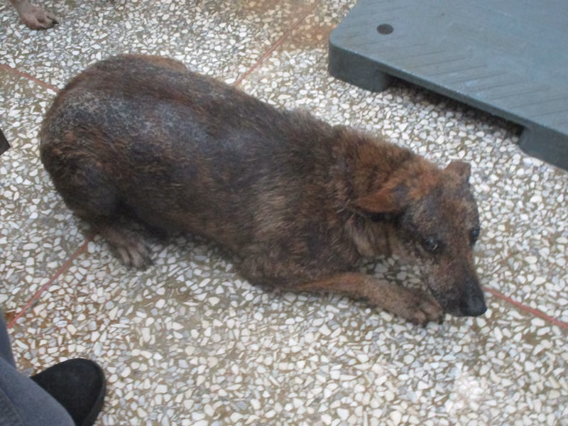 Brown adult female mixed-breed dog, Large, shelter no. …6A25