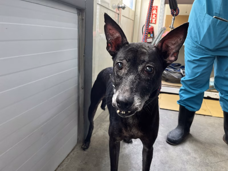 Black adult female mixed-breed dog, Medium, shelter no. …0104