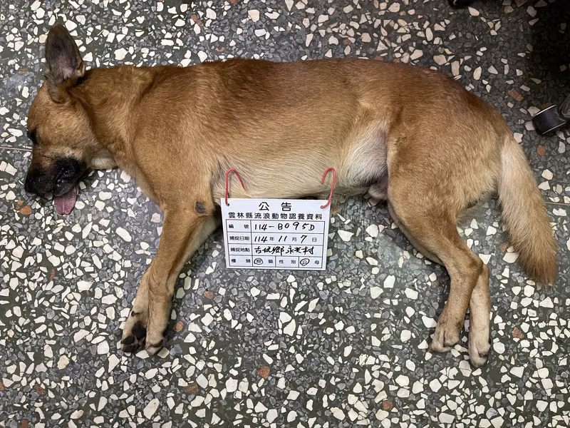 Tan adult male mixed-breed dog, Large, shelter no. …095D