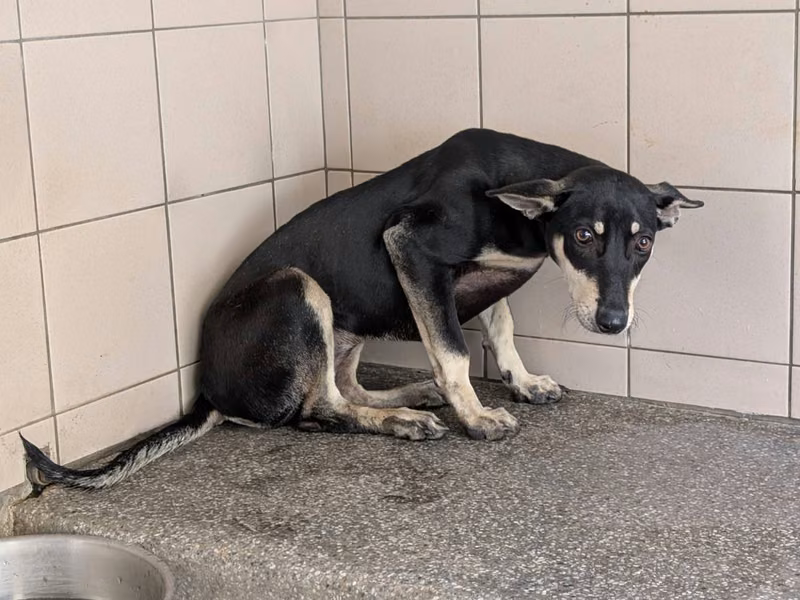 Black adult female mixed-breed dog, Large, shelter no. …0310