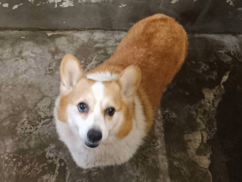 Corgi galés macho adulto (canela y blanco), Mediano, refugio n.º …2003