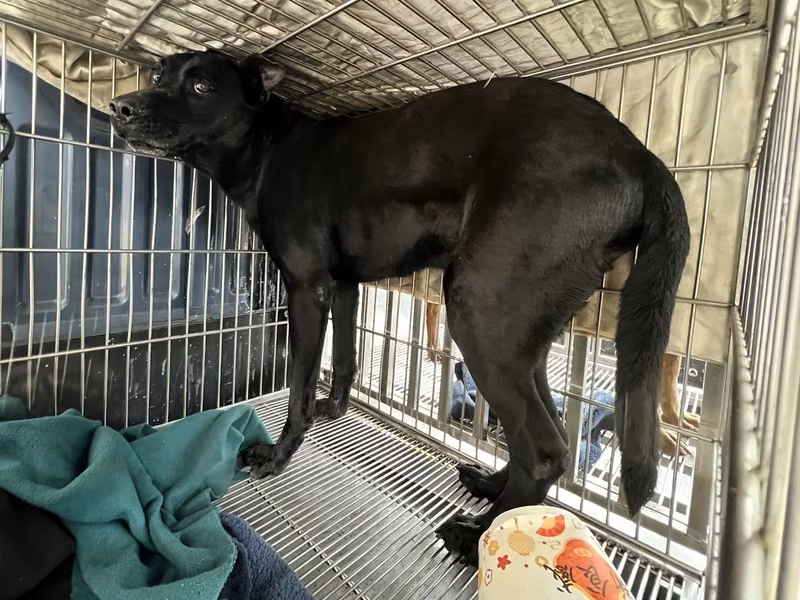 Black adult male mixed-breed dog, Medium, shelter no. …5003