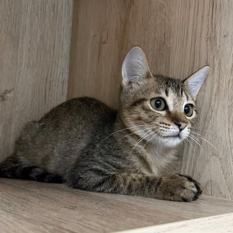 Tabby young female mixed-breed cat, Medium, shelter no. …0005