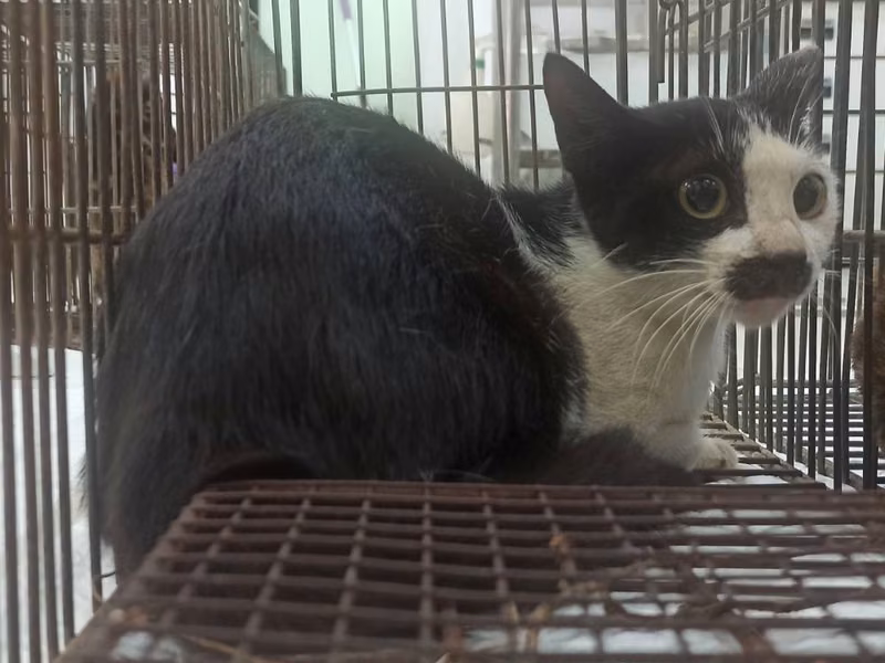 Black-and-white adult female mixed-breed cat, Small, shelter no. …3C02