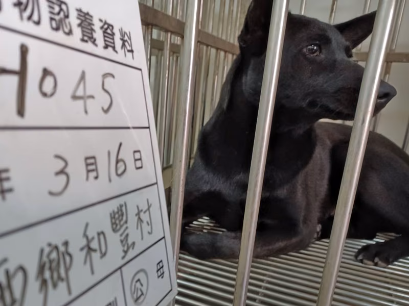 Black adult female mixed-breed dog, Large, shelter no. …045D
