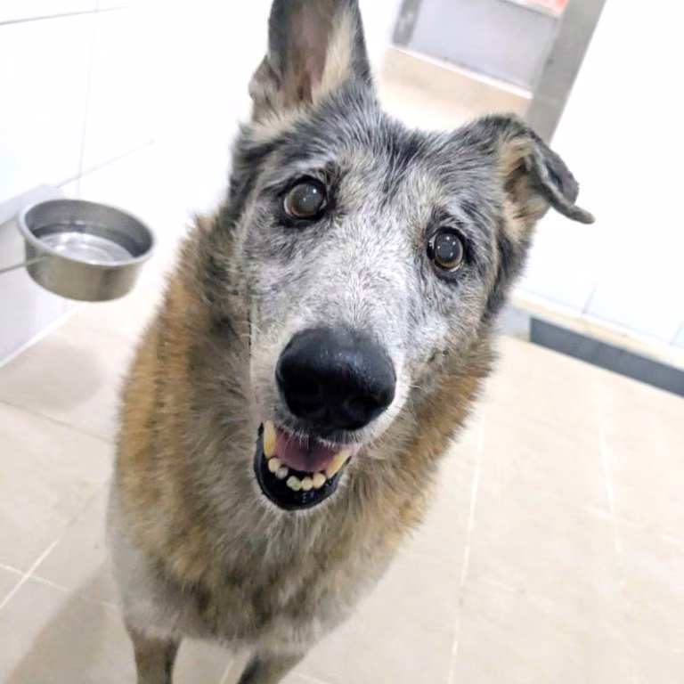 Brown-and-gray adult female mixed-breed dog, Large, shelter no. …2002