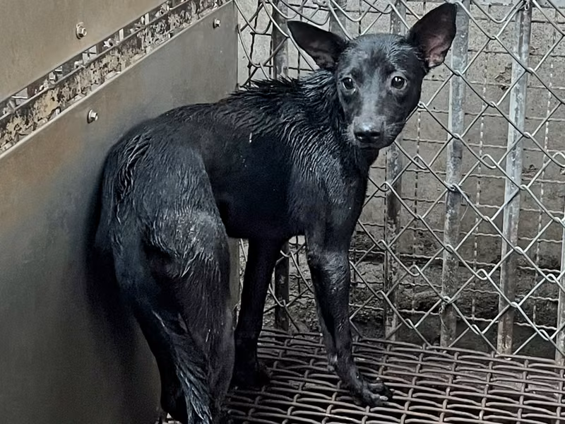 Black young female mixed-breed dog, Small, shelter no. …7001