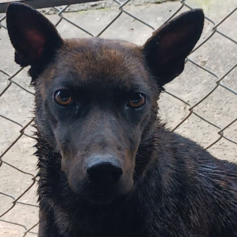 Black adult female mixed-breed dog, Large, shelter no. …010D