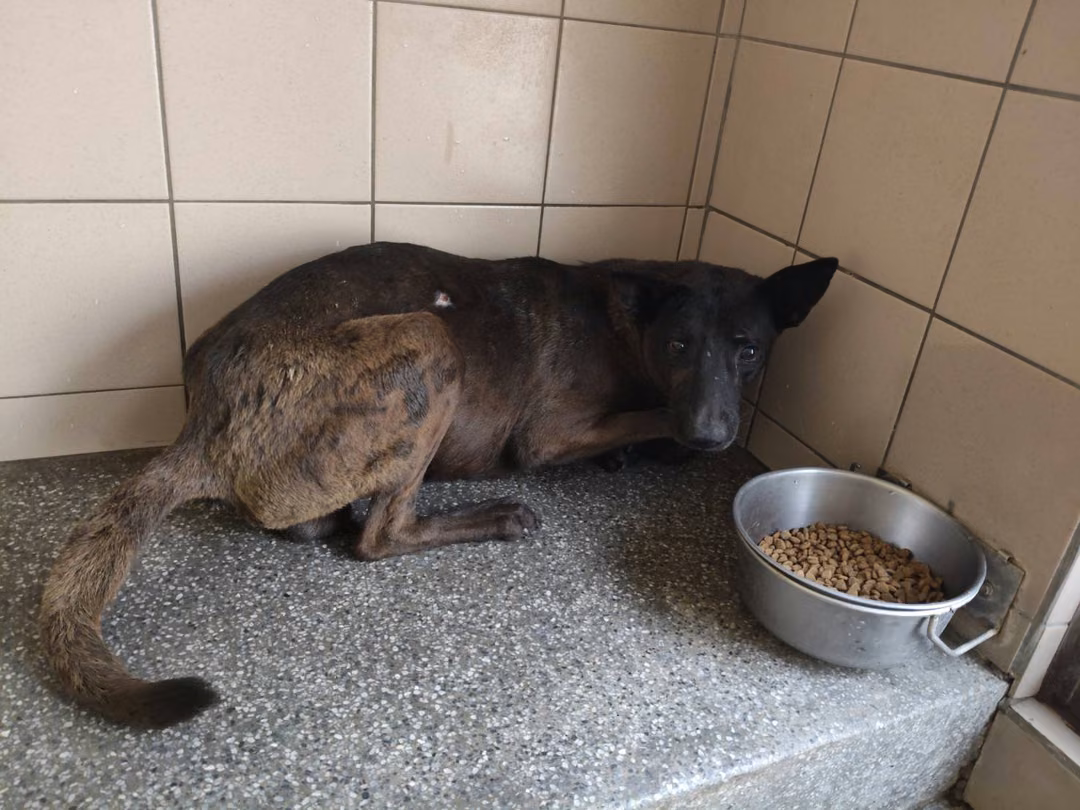 Black adult male mixed-breed dog, Large, shelter no. …0910