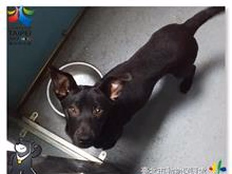 Chó lai (Đực, Nhỏ, đen), Vừa, số trại …0502