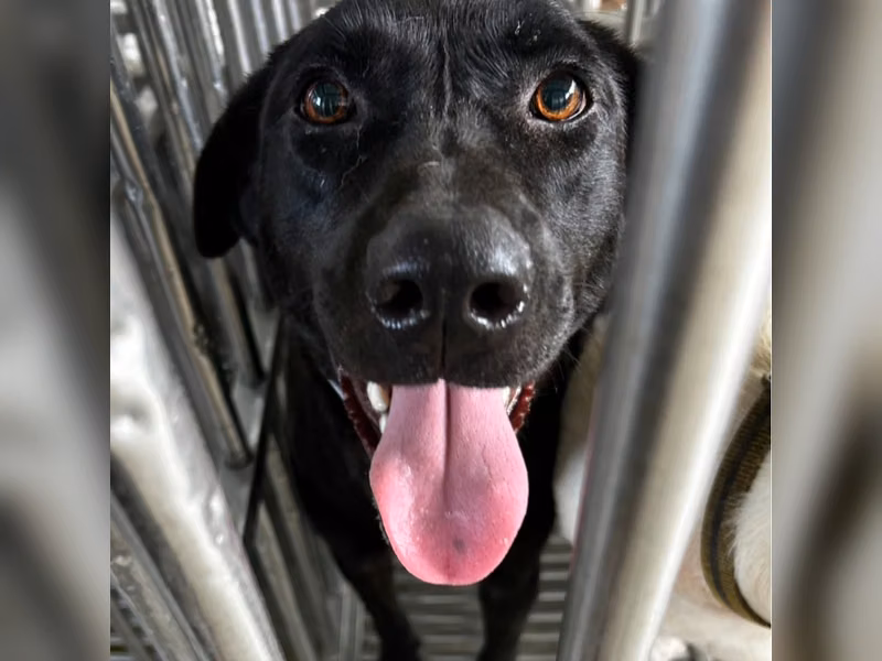 Black adult female mixed-breed dog, Large, shelter no. …1021